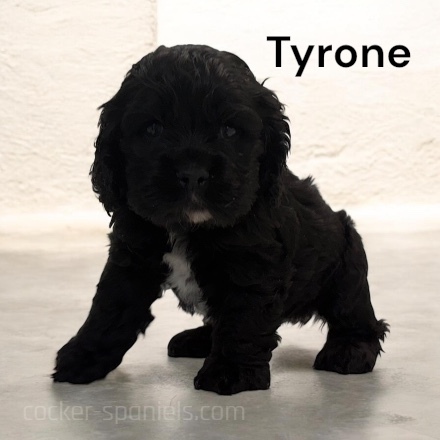 puppy, for, sale, Cocker Spaniel, Joe & Cherri  Overlease, dog, breeder, Miller, MO, dog-breeder, puppy-for-sale, forsale, nearby, find, puppyfind, locator, puppylocator, aca